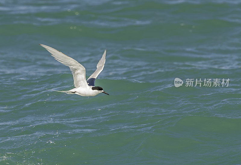 白顶燕鸥(Sterna striata)也被称为塔拉，海燕子，黑喙燕鸥，卡威鸟，南方燕鸥，或燕子尾巴。最常见的燕鸥在新西兰。